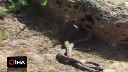 Bize korkunç, onlara eğlence... Doğada nadir görülen yılanların dansı görüntülendi