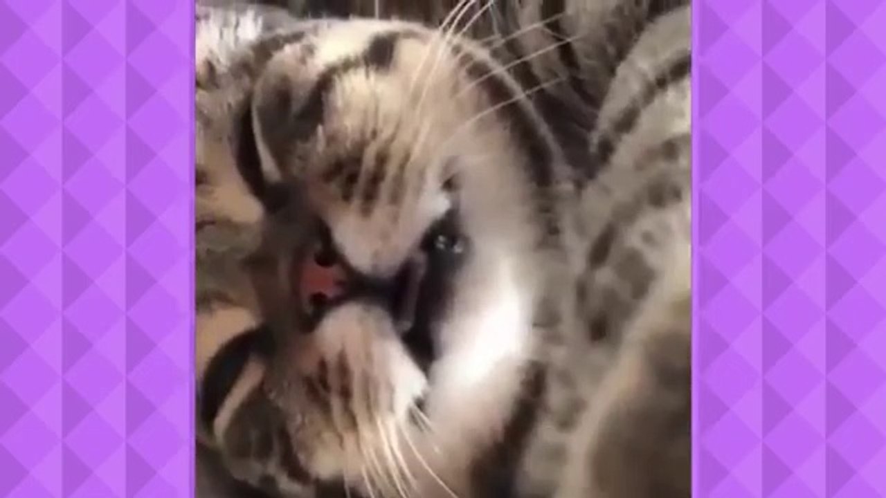 funny cat |funny animal | try not to laught | cat | pet | animal | funny | cute and funny cat video by zubair | baby cat