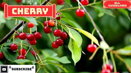 Learn Fruit Name with Picture in English | Learning Kids |Episode 01