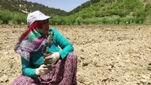 Mut'ta girişimci kadınların lavanta fideleri toprakla buluştu - MERSİN