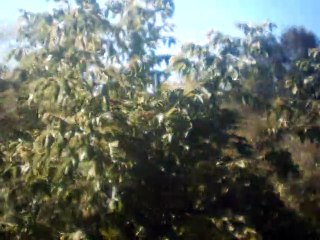 greensleeves