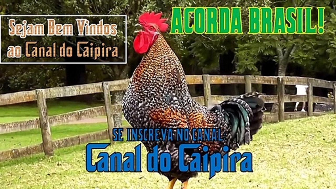 Acorda Brasil