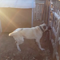 ROTWEiLLER KANGAL ATISMASI - KANGAL DOG VS ROTTWEiLLER DOG