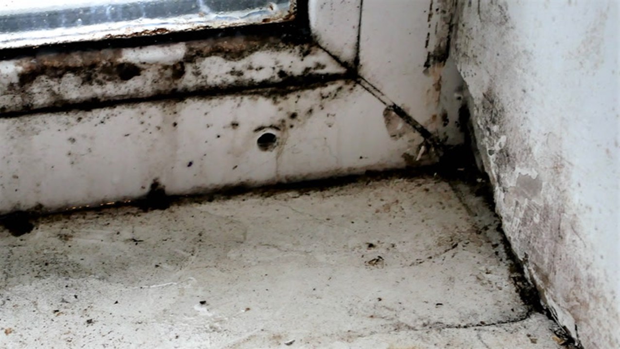 How humidity can cause mold growth