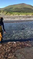 Chasing a Silver Salmon Upstream