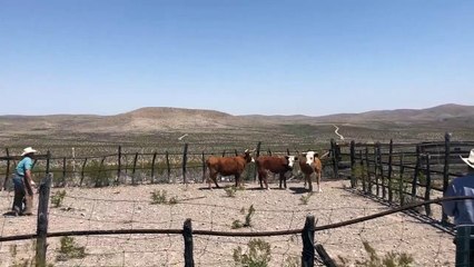 Bull Unintentionally Helps Rancher over Fence