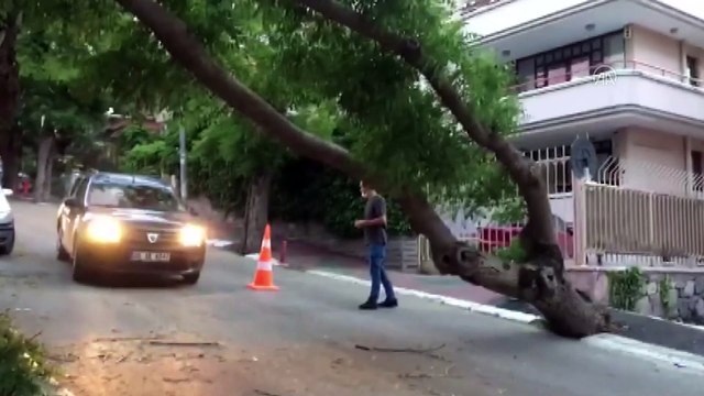 Başkentte fırtına nedeniyle ağaç devrildi - ANKARA