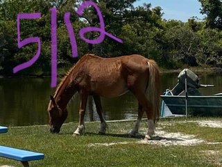 Wild Stallion Thought to Be Dead Remerges from Outer Banks Swamp 150 Pounds Heavier