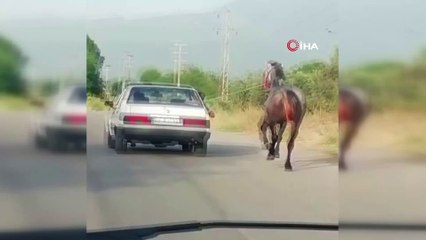 Otomobile bağladıkları atı metrelerce koşturdular