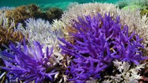 Mystery Behind Coral Reefs' Colorful Display Solved