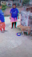Bangladeshi Mother's Dog Viral Video 2020