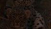 Danger clip! Giant Python Hunt Leopard Cub When Mother Leopard Hunting Impala, Anaconda vs Crocodile