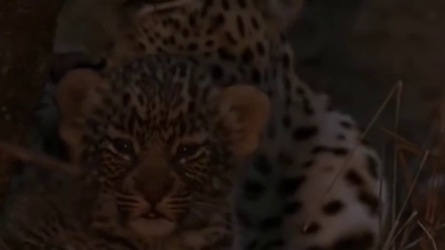 Danger clip! Giant Python Hunt Leopard Cub When Mother Leopard Hunting Impala, Anaconda vs Crocodile