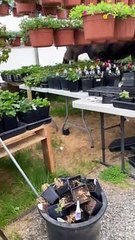 Moose Nimbly TipToes Through Greenhouse