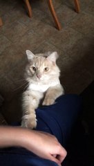 Kitty Groomed Like a Lion Taps for Attention