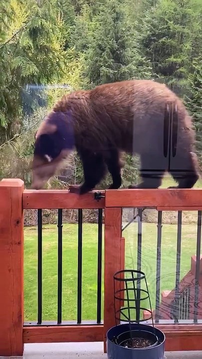 Young Bear Pays Porch a Visit