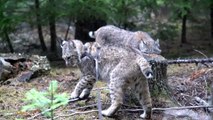Pet Bobcat Bops Wild Bobcat Who Wanders Too Close