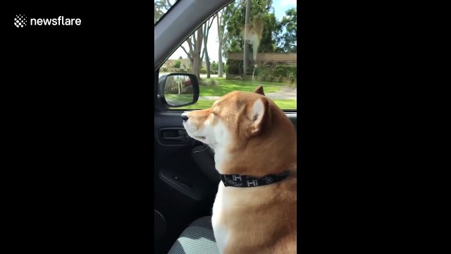 Shiba Inu dog in Sweden moves to Kylie Minogue's 'Can't Get You Out Of My Head'