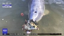 [이슈톡] 바닷속 '선물' 가져다 주는 돌고래 화제