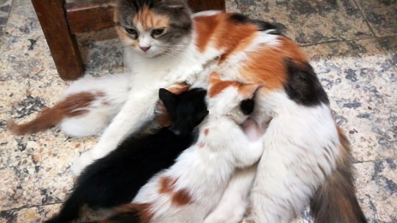 Triplets Milk Time With Mummy