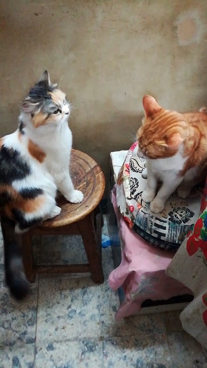 Angry Mummy Moves Her Tail
