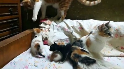 Family Gathered Kittens On Bed