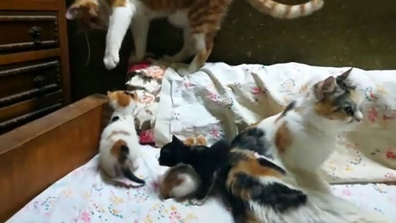 Family Gathered Kittens On Bed