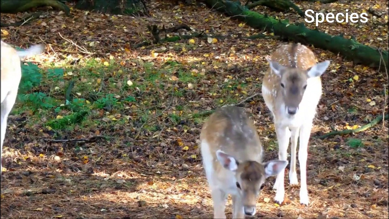 Magical eyes. #Deer