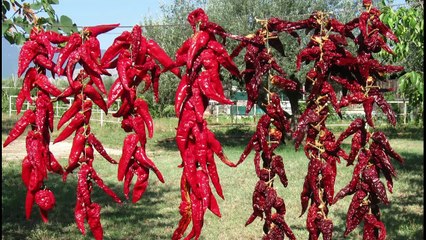 Secador de alimentos