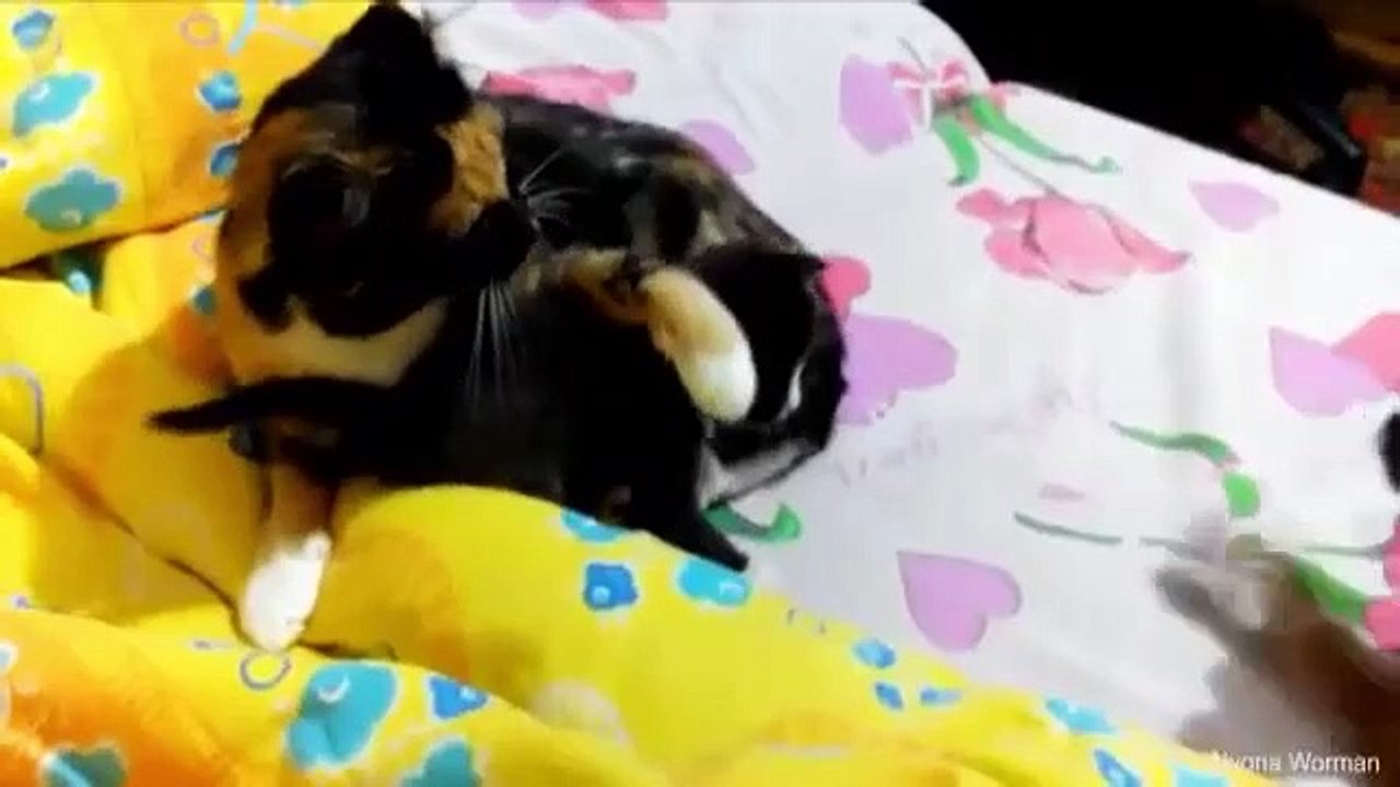 Funny Videos - Cats taking care and Protecting their cute Kittens safety