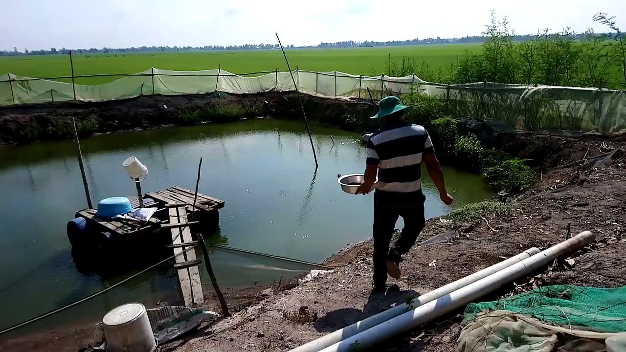 Raising colorful fish, adopt fish, Fried fish