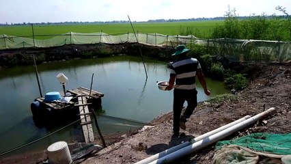 Raising colorful fish, adopt fish, Fried fish