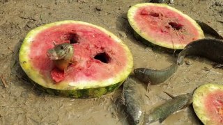 Amazing Fishing Technique With Watermelon- Fish Come Out From Many Hole - Fruit Fishing Video.