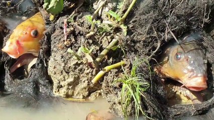 O My God.. ! Amazing Nature - Unbelievable Scenes Don't Miss -