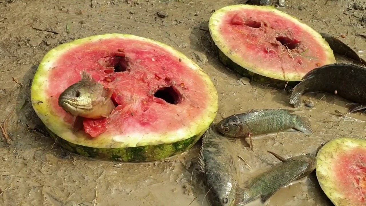 Amazing Fishing Technique With Watermelon- Fish Come Out From Many Hole - Fruit Fishing Video.