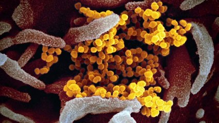 [앵커리포트] "클럽 발 바이러스는 美·유럽서 유행하는 유형" / YTN