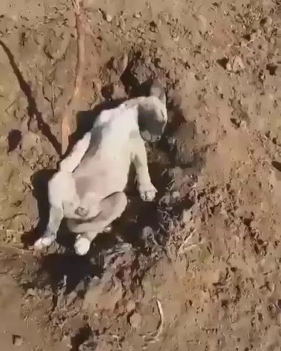 COBAN KOPEGi YAVRUSU YORGUN DUSMUS - ANATOLiAN SHEPHERD DOG PUPPY