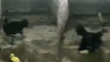 ಮರಿಗಳ ರಕ್ಷಣೆಗೆ ನಿಂತ ಕೋಳಿ, ನಾಗರಹಾವಿನ ವಿರುದ್ಧ ಹೇಗೆ ಫೈಟ್ ಮಾಡ್ತು ನೋಡಿ | Oneindia Kannada