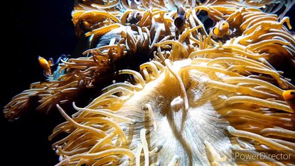 Fish underwater | fish go app | 2020
