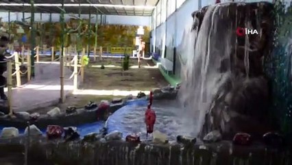 Irak'ın en büyük hayvanat bahçesi açıldı