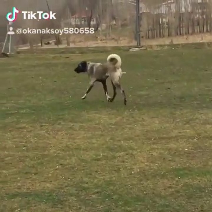 SiMiT KUYRUK PANTER SOYU COBAN KOPEGi - PANTER ANATOLiAN SHEPHERD DOG