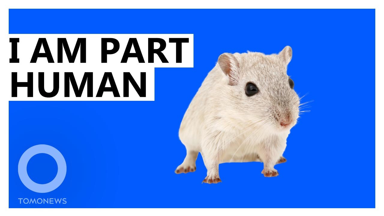 Scientists Made Chimera Mice with Most-Ever Human Cells