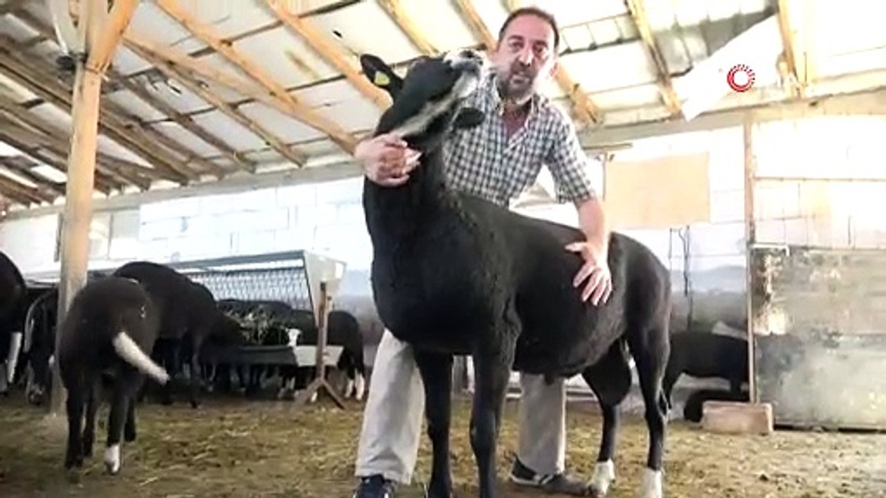 Bu koyunu almak isteyenler 5 ay sıra bekliyor