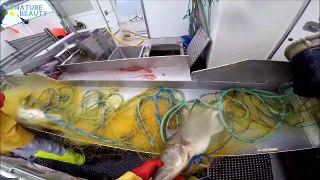 Amazing Automatic Lines, Catching and Processing Fish Right on Ship, Big Catch in The Sea