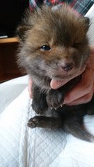 Il croît sauver un chien abandonné mais découvre assez vite qu’il s’agit... d’un renard