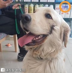 Terrible : un chiot est t*rturé et se fait tailler un « sourire » sur le visage