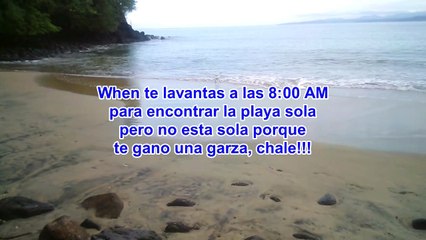 Los Ayala Nayarit, when you go to the beach early and find a beautiful heron