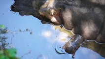 La pareja de hipopótamos de Bioparc vuelven a ser padres