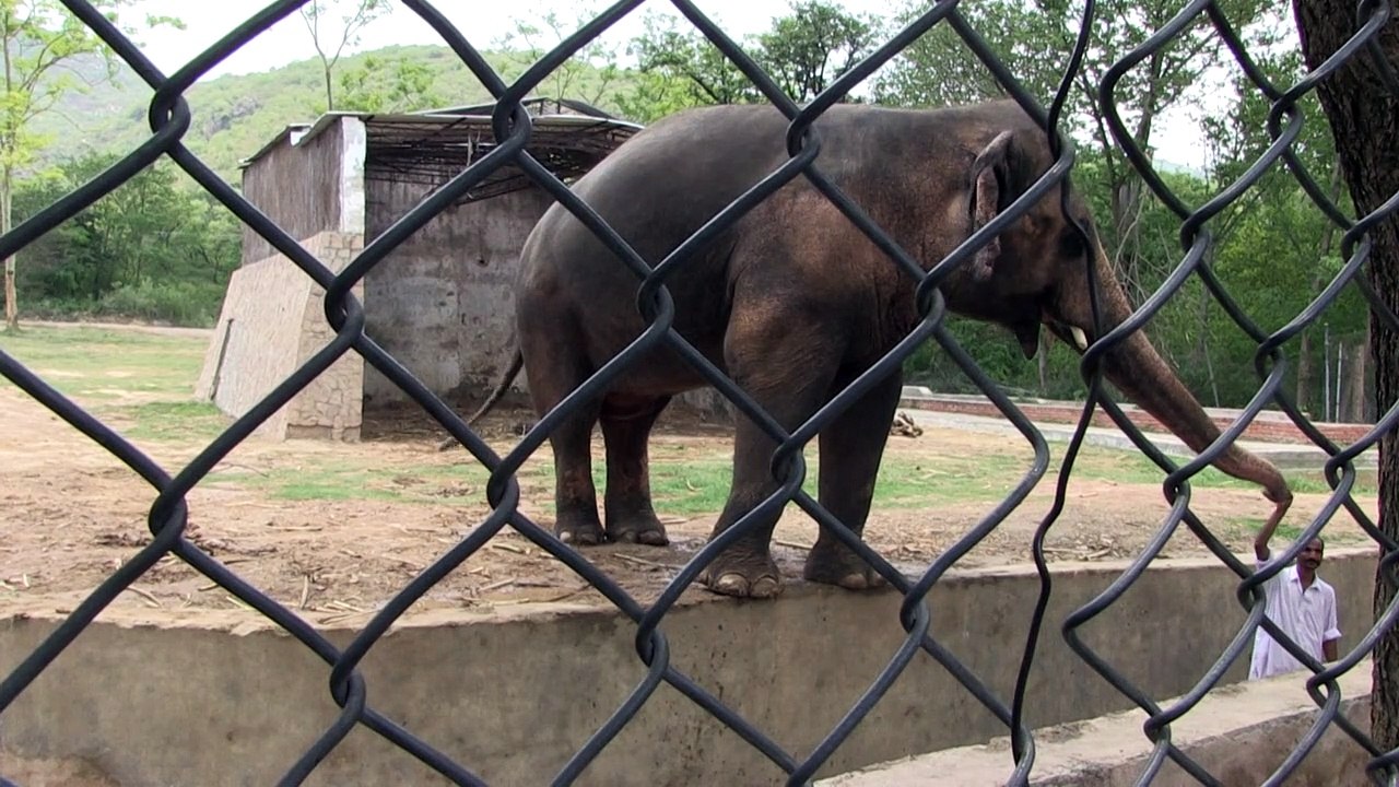Elefant in Pakistan kommt frei – Cher jubelt