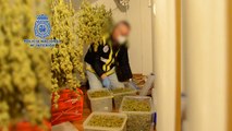 Desmantelan dos viveros artificiales para cultivar marihuana en Teo (A Coruña)